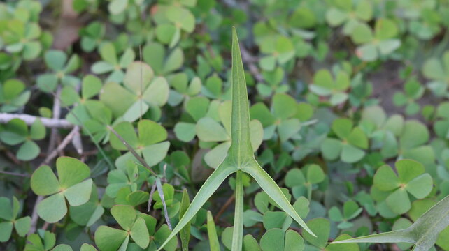 🌿 Sagittaria trifolia | Threeleaf Arrowhead Close-Up | Aquatic Plant Beauty in Nature 4K
