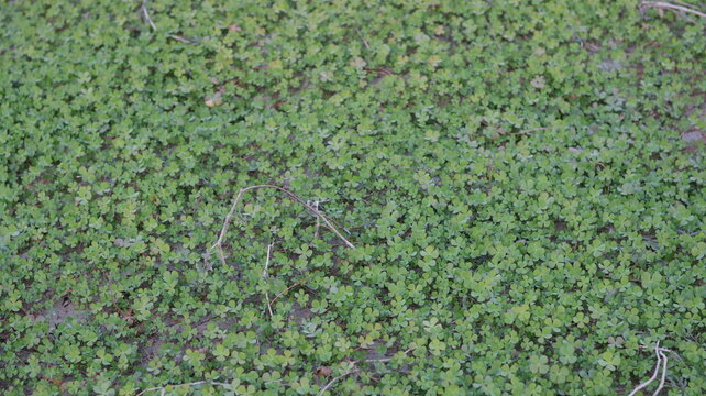 🌿 Sagittaria trifolia | Threeleaf Arrowhead Close-Up | Aquatic Plant Beauty in Nature 4K
