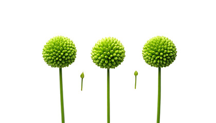 Three spiky green flowers with two buds stand tall against a black background