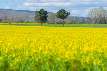 Obraz premium Yellow rapeseed field in bloom The Concept of Springtime