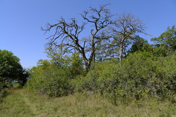 Das NSG Romberg bei Marktheidenfeld am Main, Naturpark Spessart, Landkreis Main-Spessart, Unterfranken, Franken, Bayern, Deutschland