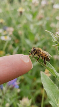 Bee drinking water from a finger in nature's greenery