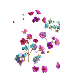 Obraz premium Colorful Gypsophila Flowers Arrangement - Isolated Transparent Background PNG