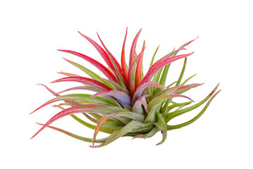 Obraz premium Exotic Tillandsia Air Plant, Vibrant Green and Red Foliage, isolated on transparent background