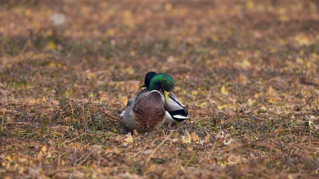 Two male Mallard ducks (Anas platyrhynchos) are shown in close-up in their natural habitat, which is the ancestor of the domestic duck.