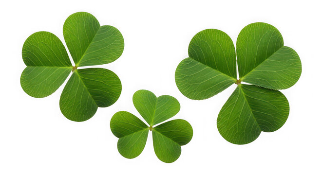 Three shamrocks isolated on transparent background