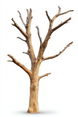 Fototapeta premium A detailed image of a weathered, bare tree with intricate bark, ideal for use in nature-related content, environmental themes, or artistic projects focusing on decay and resilience,