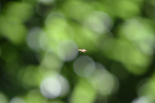 insecte