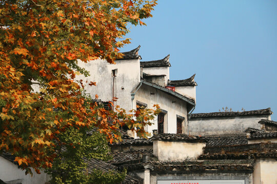 Autumn at Xidi Village, Anhui - Traditional Chinese Architecture with Fall Foliage