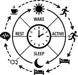Obraz premium Circadian rhythm cycle diagram showing human sleep wake patterns