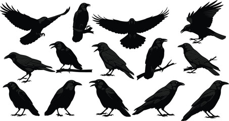 Obraz premium Black silhouettes of crows in various poses raven black bird crow, raven, black bird, silhouette, flock, birds, flying, standing, sitting, white background, wildlife, animals, black, silhouettes, crow