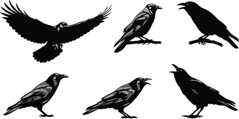 Obraz premium Black and gray crows in different poses on white background crow, raven, bird, black, gray, white background, flying, standing, sitting, open beak, claws, feathers, wildlife, animals, crows, different