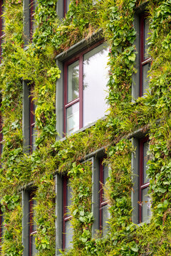 Modern urban building facade with sustainable vertical cladding vines greenery and windows showing city green architecture texture and design