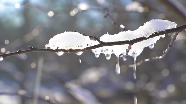 Glistening Snow and Melting Ice Dripping from Bare Tree Branch in Winter Sunlight, Signaling a Seasonal Thaw