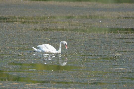 Cygne