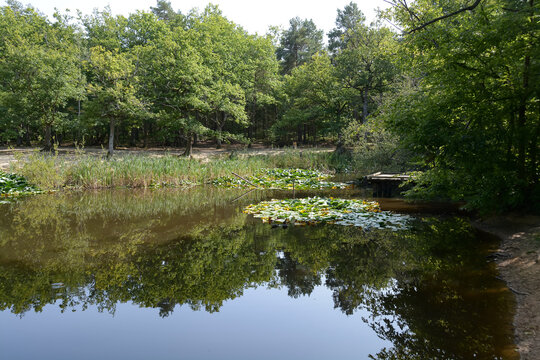 Evreux - La mare aux biches - For&ecirc;t d'Evreux - Normandie - Eure