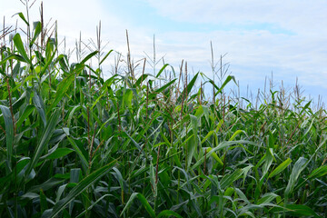 Fototapeta premium a close up of Lush Green Cornfield Under a Cloudy Sky copy space