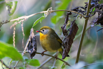 Red-billed Leiothrix (Leiothrix lutea) &ndash; a small, colorful songbird with a bright red bill perched in branch.
