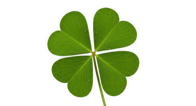 Four-leaf clover isolated on transparent background