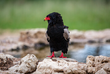 A Bateleur sitting on the rocks on the side of a dam with water. It has a bright red beak and legs with a mostly black body.