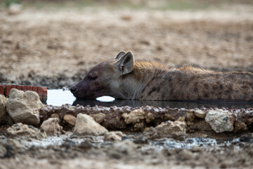 A Spotted Hyena lying peacefully in the water to cool down, which it also drank before.