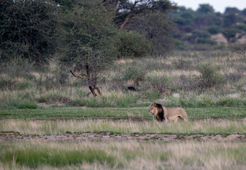 A large male lion with a black mane walking through the wilderness with some tall grass and trees in the background.