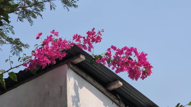 Sunbird drinking nectar from pink Bougainvillea flowers under blue sky.