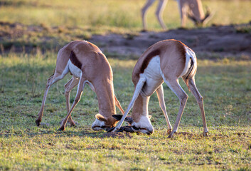 Two male Springbok antelope bumping horns or their heads as they are fighting for dominance.