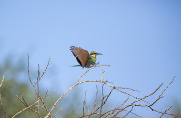 A Swallow-tailed Bee-eater making a landing on a dry tree, wings spread out and feet forward. Red eyes and a yellow neck with a blue collar.