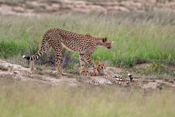 A mother Cheetah walking behind her two cubs which are lying down in the grasslands.