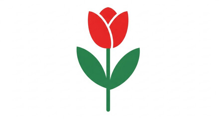 Vibrant red tulip flower with green leaves on white background symbolizing spring and nature