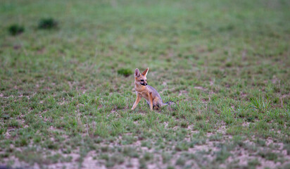 A young Cape Fox sitting outside on green grass, looking to the side.