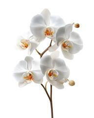 Obraz premium Elegant White Orchid Flowers Branch Isolated PNG Transparent Background