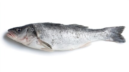 Fototapeta premium seabass. Fresh sea bass displayed on a white surface, highlighting detailed scales and texture under even lighting. menu design.