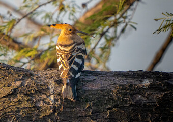Eurasian Hoopoe bird, Migrated bird, Crown feather bird © Ravi