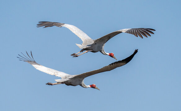 Sarus Crane flying with wings, Flying bird, Crane, 