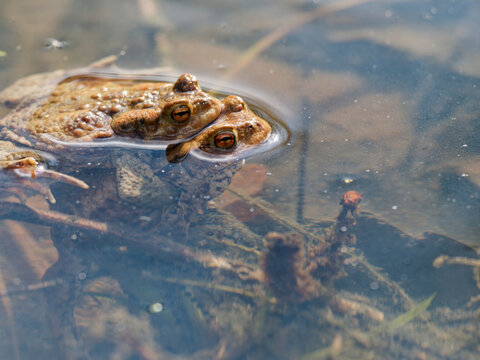 Erdkr&ouml;te, Bufo bufo, bei der Paarung