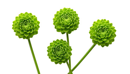 Four vibrant green, spherical flowers with layered petals and long stems, set against black