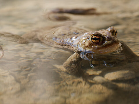 Erdkr&ouml;te, Bufo bufo, bei der Paarung