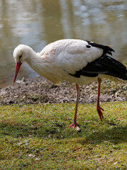 Weissstorch, Ciconia ciconia