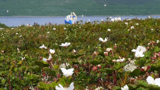 Small white cloudberry flowers tremble in the wind in the Lapland tundra on a summer day.