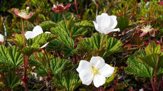 Small white cloudberry flowers tremble in the wind in the Lapland tundra on a summer day.