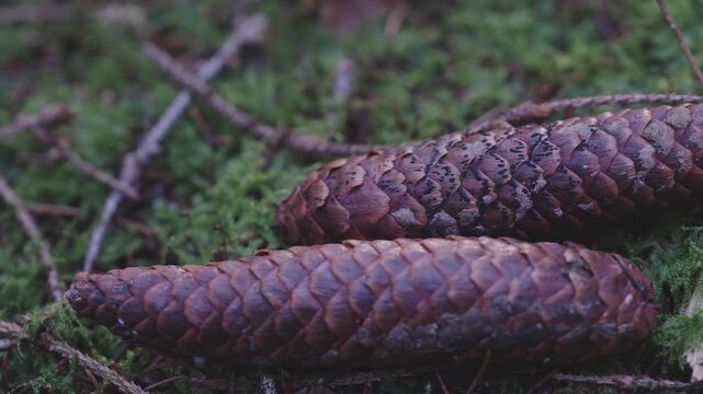 Two pine cone on moos in a forest. Macro footage
