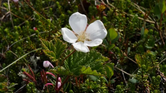 Small white cloudberry flowers tremble in the wind in the Lapland tundra on a summer day.