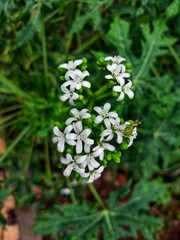 lily of the valley