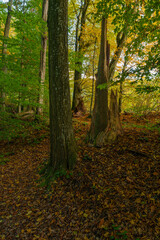Obraz premium Baumgiganten am Methusalempfad am Radstein bei Ebrach im Naturpark Steigerwald, Landkreis Bamberg, Oberfranken, Franken, Bayern, Deutschland