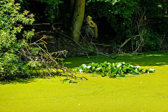 Hiking along the banks of the Bavarian River Wuerm with detailed views of green nature.