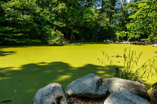 Hiking along the banks of the Bavarian River Wuerm with detailed views of green nature.