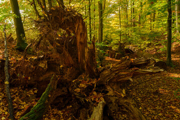 Fototapeta premium Baumgiganten am Methusalempfad am Radstein bei Ebrach im Naturpark Steigerwald, Landkreis Bamberg, Oberfranken, Franken, Bayern, Deutschland