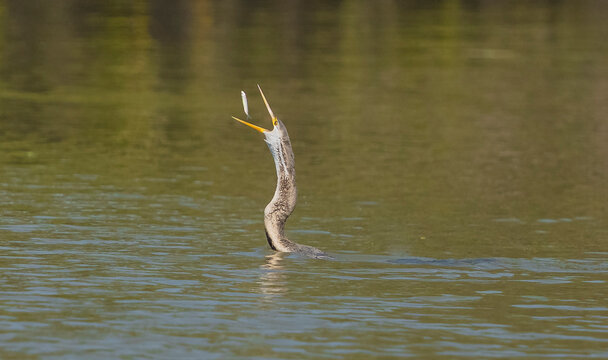 Snake bird feeding herself with fish in bharatpur bird sanctuary, Keoladeo national park